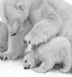 cub of polar bear under mother protection. black and white image.