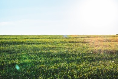 background photography of bright sunny lush grass field under blue sunny sky. outdoor countryside meadow nature. rural pasture landscape of plain grass background. agricultural grass field pastures
