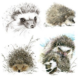 hedgehog watercolor illustration.