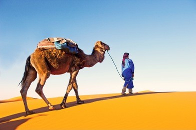 camel caravan going through the sand dunes in the sahara desert. morocco, africa