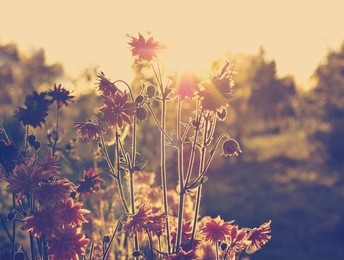 aquilegia 'nora barlow' flowers backlight of evening sun. to a photo color toning is applied