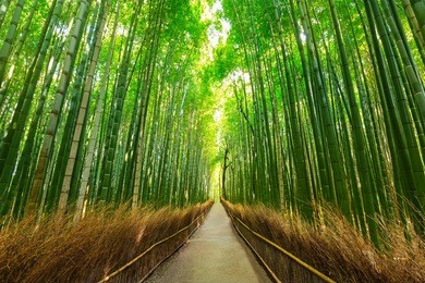 arashiyama bamboo forest in kyoto japan