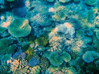 coral reef in somosomo strait off the coast of taveuni island, fiji. somosomo strait is world famous for its corals and is a popular diving location.