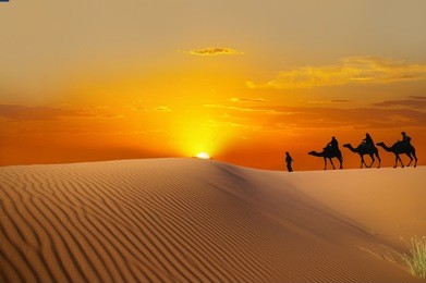   travel with camel