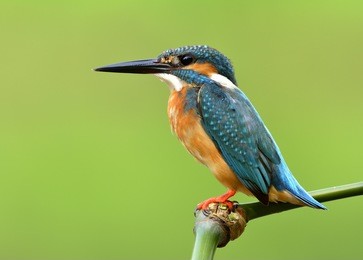 close up shot of common kingfisher (alcedo atthis)  beautiful blue bird sitting on the bamboo perch with a little tail lifting in stream over blur green background