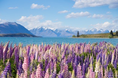 beautiful lupine flower in lake tekapo, new zealand