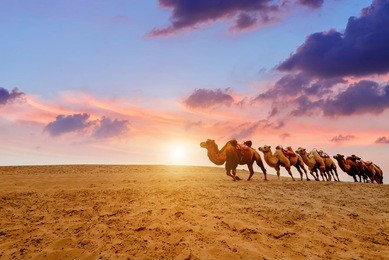 desert landscape with walking camels at sunset