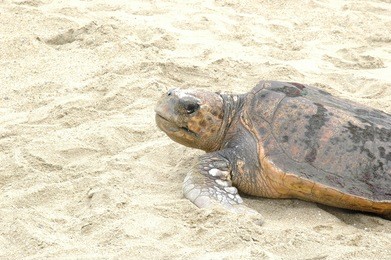 sea turtle in sands
