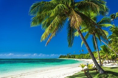 palm trees on a white sandy beach at plantation island, fiji, south pacific