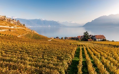 view on the autumnal vineyard terraces, lake leman and alps mountains in the sunny day. region lavaux, switzerland