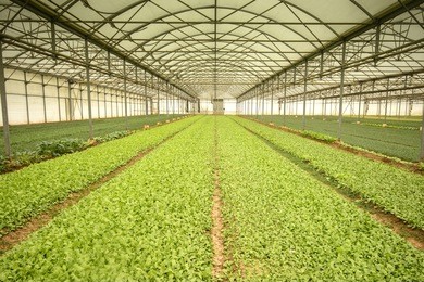 salad growing in greenhouse
