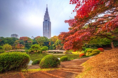 autumn in the shinjuku park, tokyo, japan