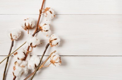 autumn composition. dried white fluffy cotton flower top view on white wood with copy space. floral composition