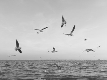 the flock of seagulls flying near the sea 