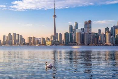 toronto skyline and swan swimming on ontario lake - toronto, ontario, canada