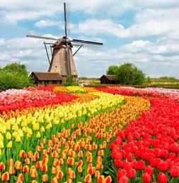 traditional netherlands holland dutch  scenery with one typical windmill and tulips, netherlands countryside