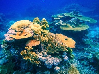coral reef in somosomo strait off the coast of taveuni island, fiji. somosomo strait is world famous for its corals and is a popular diving location.