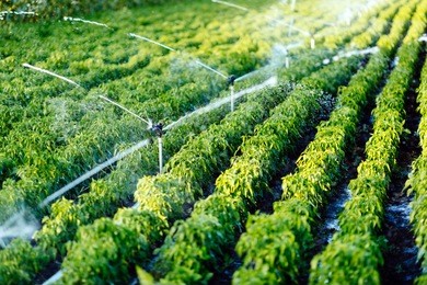irrigation system in function watering agricultural plants