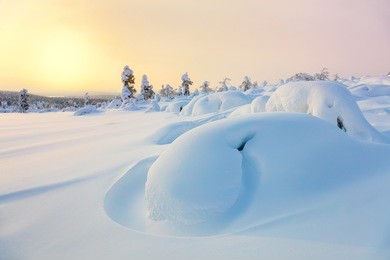 beautiful northern winter landscape - sunset, snow covered pine trees and big snowbanks