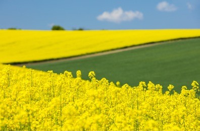 view to yellow raper flowers and green field