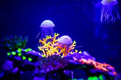 beautiful jellyfish, medusa in the neon light with the fishes. aquarium with blue jellyfish and lots of fish. making an aquarium with corrals and ocean wildlife. underwater life in ocean jellyfish.
