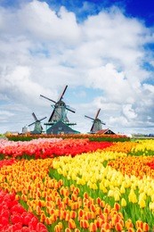traditional dutch scenery with windmill of zaanse schans at spring with tulips, netherlands
