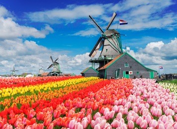 two traditional dutch windmills with tulips rows at spring day, netherlands