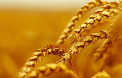 wheat closeup.  harvest and food concept