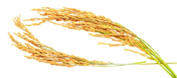 ear of paddy, ears of thai jasmine rice isolated on white back