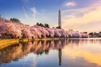washington dc, usa at the tidal basin with washington monument in spring season.