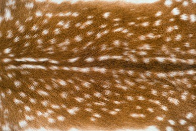 a close up shot of a deer fur as background