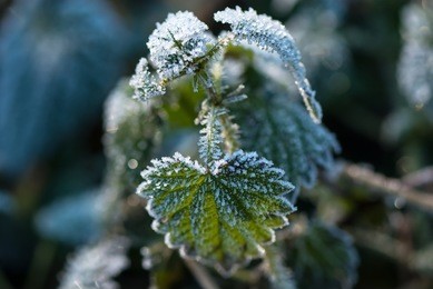 fragments of winter.frosts.leaves.grass.