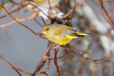 greenfinch on a branch.