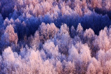 blue winter landscape, birch tree forest with snow, ice and rime.