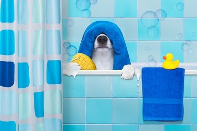 french bulldog dog in a bathtub not so amused about that , with yellow plastic duck and towel,wearing a bathing cap