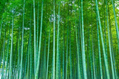 bamboo