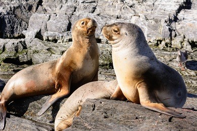 sea lions on isla in  beagle channel near ushuaia (argentina)