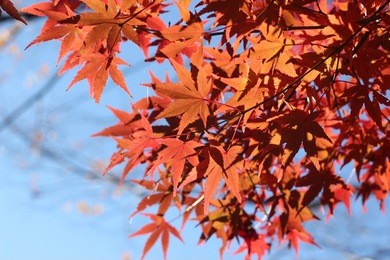 leaf of a maple which turns red