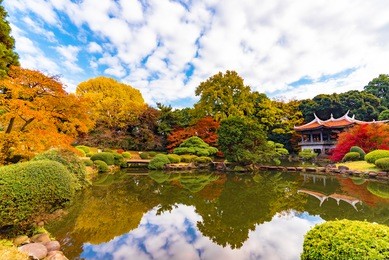 autumn leaves at shinjuku gyoen park with blue sky, shinjuku, tokyo.