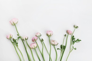 beautiful spring ranunculus flowers on white table from above. floral border. wedding mockup. pastel color. clean space for text. flat lay styling