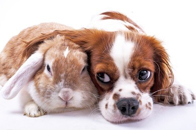 dog and rabbit together. animal friends. sibling rivalry rabbit bunny pet white fox rex satin real live lop widder nhd german dwarf dutch with cavalier king charles spaniel dog. christmas animals.