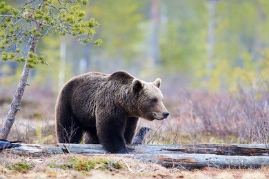 wild brown bear walking in the taiga in late winter