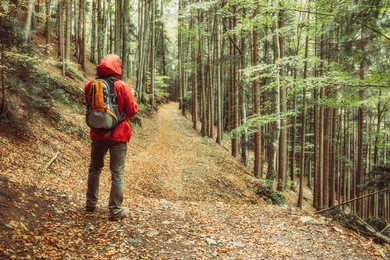 man backpacker walking in autumn mountain forest holding a smartphone. hiking and travel concept. colourful nature background.