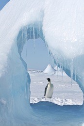 emperor penguin (aptenodytes forsteri) standing on the ice in the weddell sea, antarctica