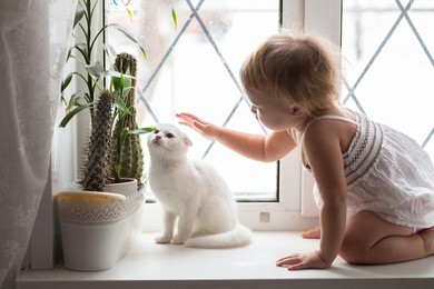 toddler blonde girl playing with white cat on the window real interior, lifestyle, soft focus, the concept of childhood and animals