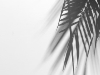 palm leaf shadow on white canvas