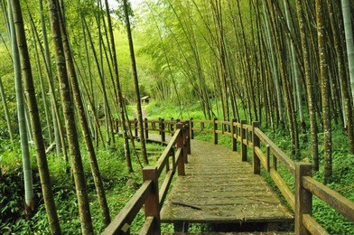 bamboo forest taiwan