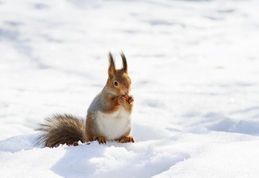 beautiful fluffy squirrel eating nuts on a white snow in the winter forest