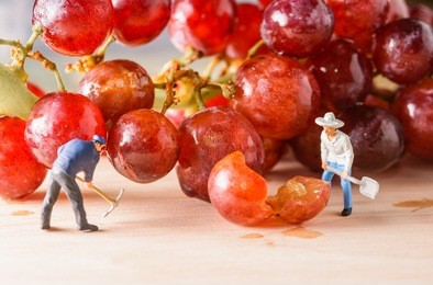 close up working miniature people picking and harvest red grapes fruit.