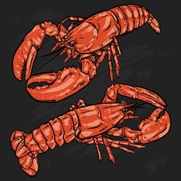 lobster with claws on a black background. seafood. drawing. 